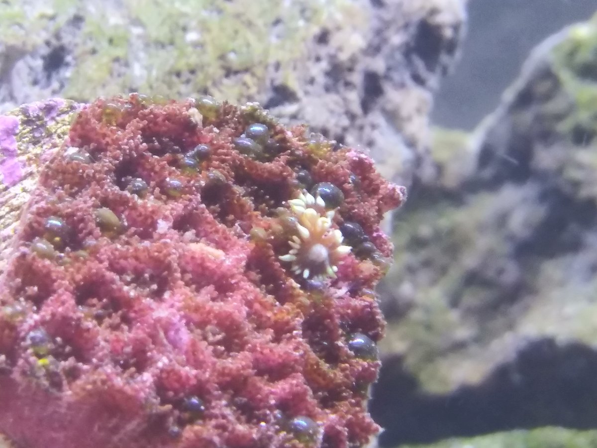 weirdcoral.jpg