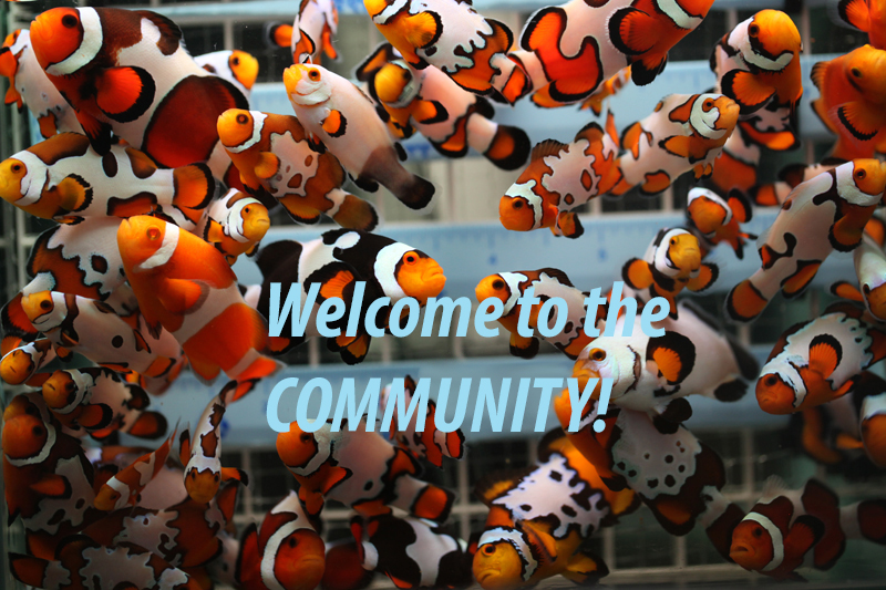 Clownfish breeding setup | REEF2REEF Saltwater and Reef Aquarium Forum