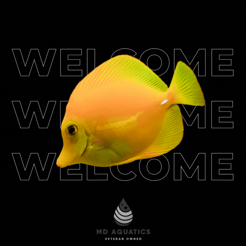 Welcome!-2.gif