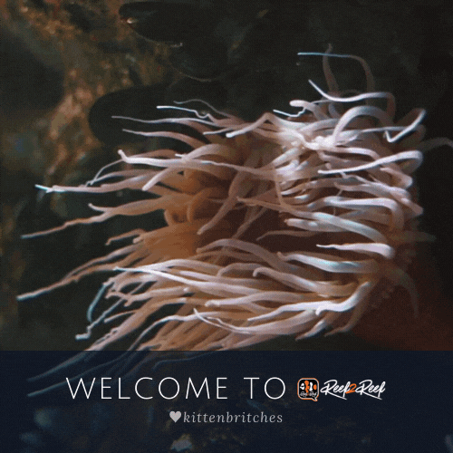 Welcome - Anemone (500 x 500 px).gif