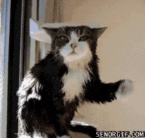 WetCat.gif