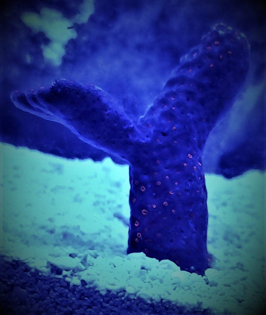 whale tail 2.jpg