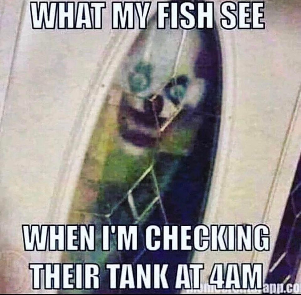 what fish see.jpg