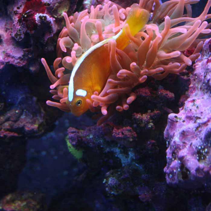 white-bonnet-anemonefish.jpg