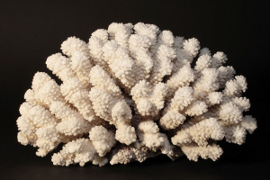white-dead-coral.jpg