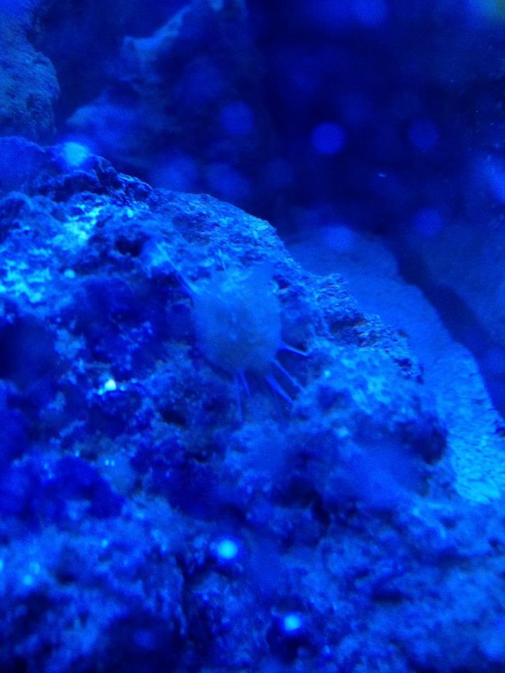 white sac 1.jpg