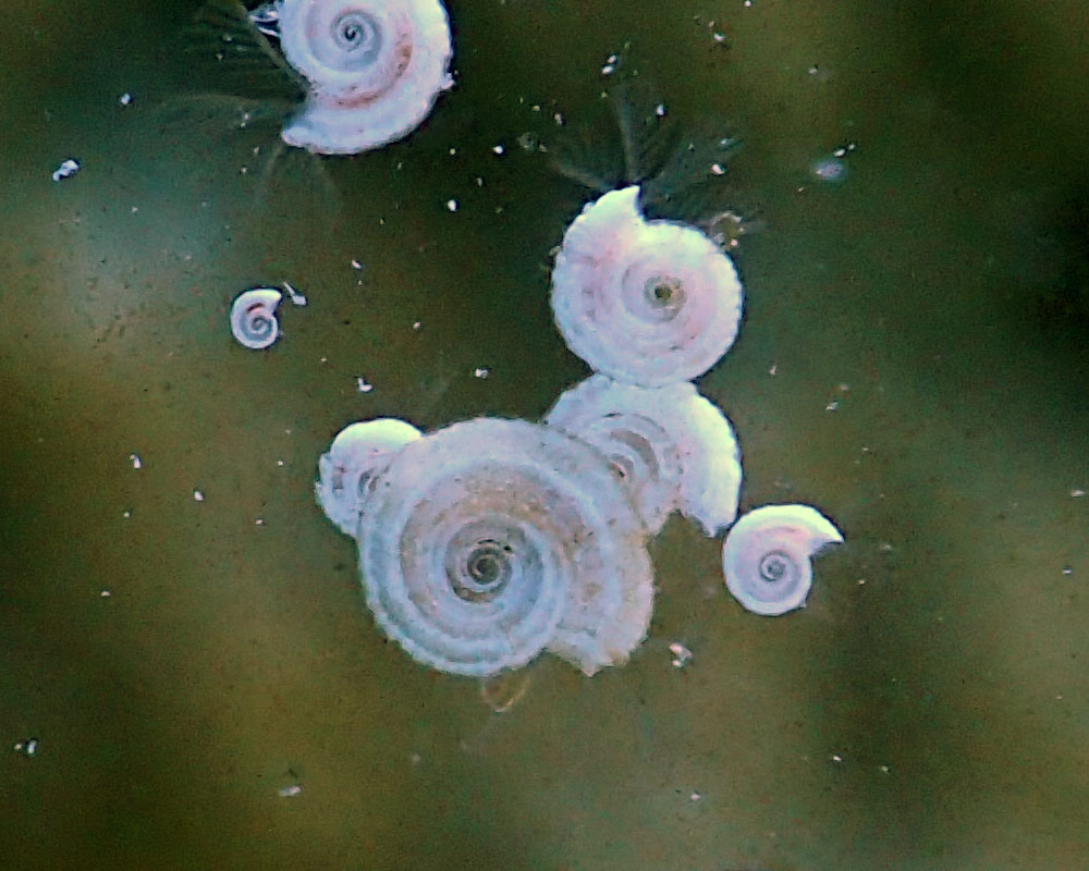 white-spots.jpg