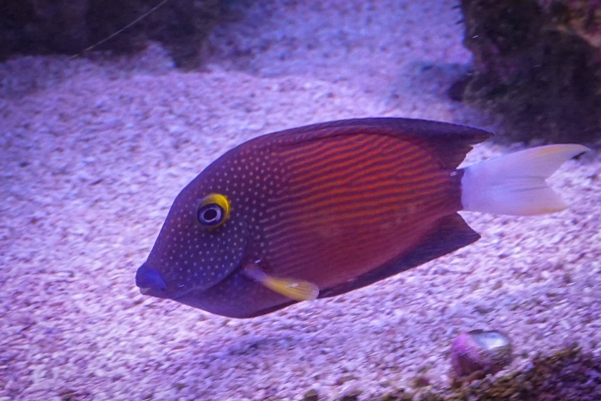 White Tailed Bristle Tooth Tang.jpg