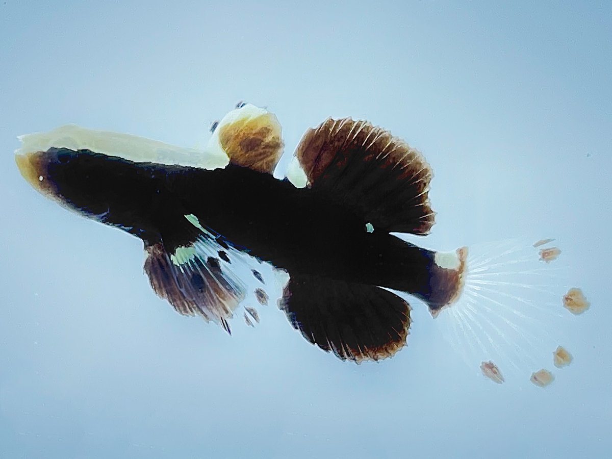 MEGA FISH AUCTION THIS WEEK! 56 ITEMS! HIGH END FISH STARTING AT $0.99 ...