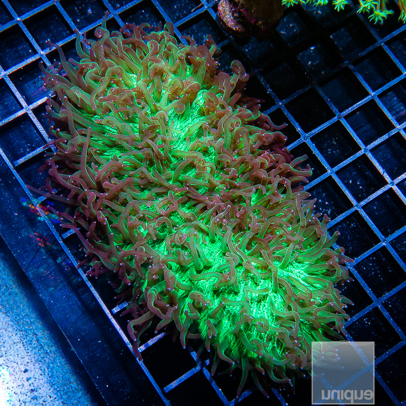 Wicked Tongue Coral 499 300.JPG