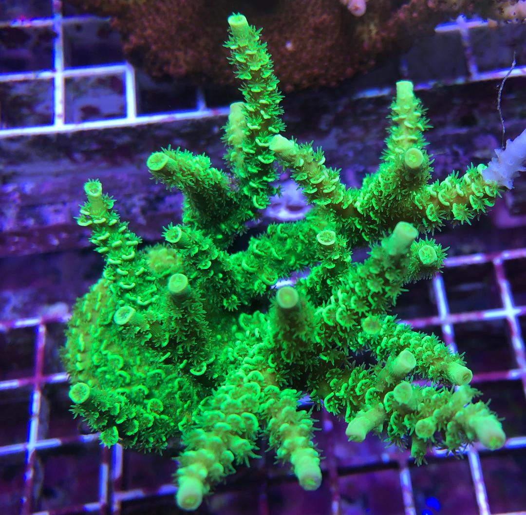 Ohio - Live Goods - BUILD YOU OWN STICK PACK! | Reef2Reef