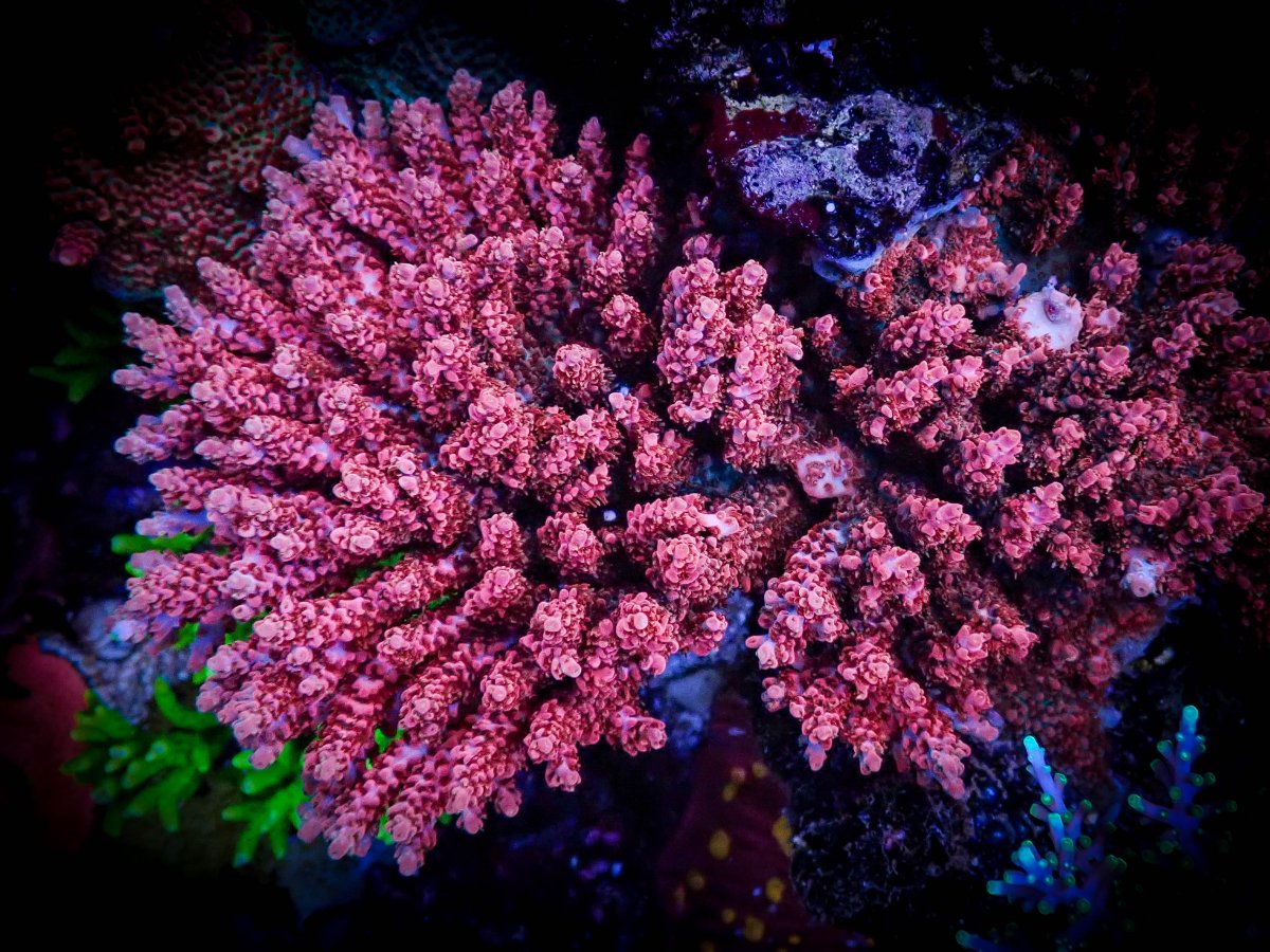 World Wide Corals Pantera Rosa (1 of 1).jpg