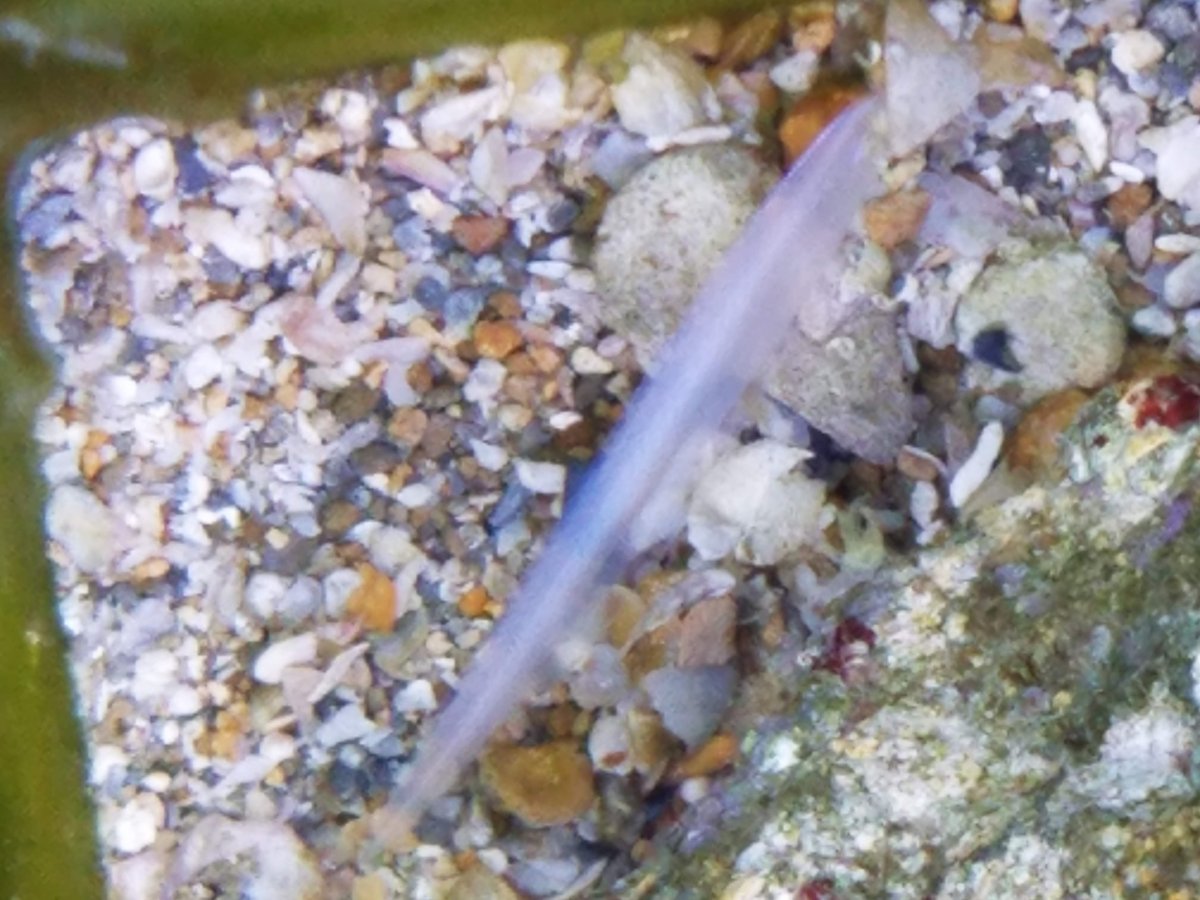 What is this white eel / worm thing? | Reef2Reef