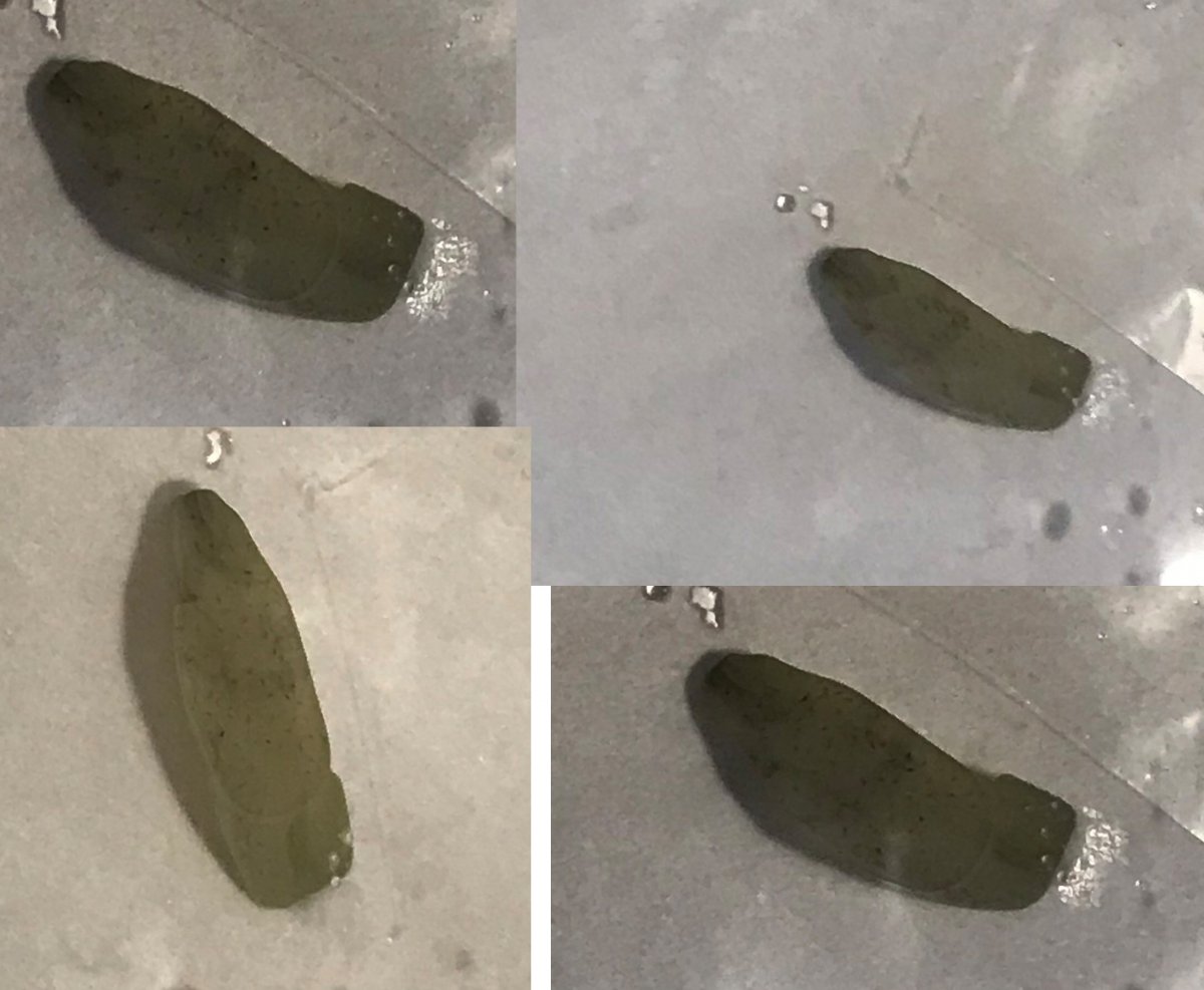 worm-1.jpg
