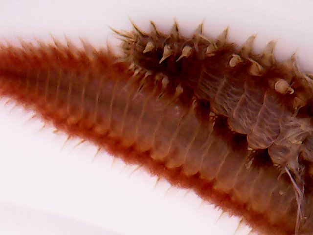 worm head.jpg