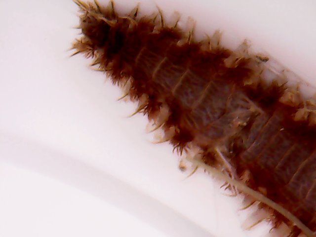 worm head2.jpg