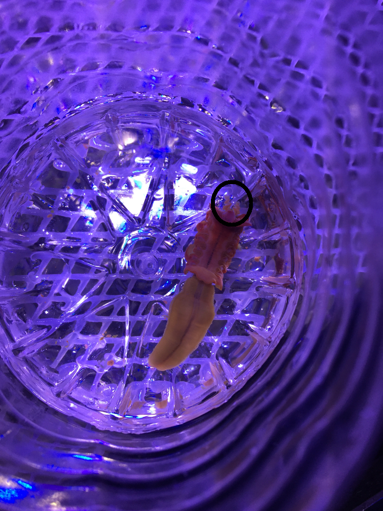 worm id.png