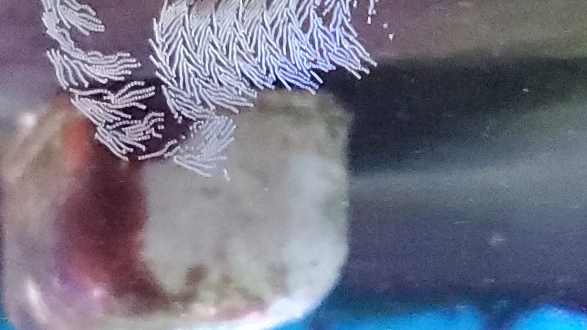 worm.jpg