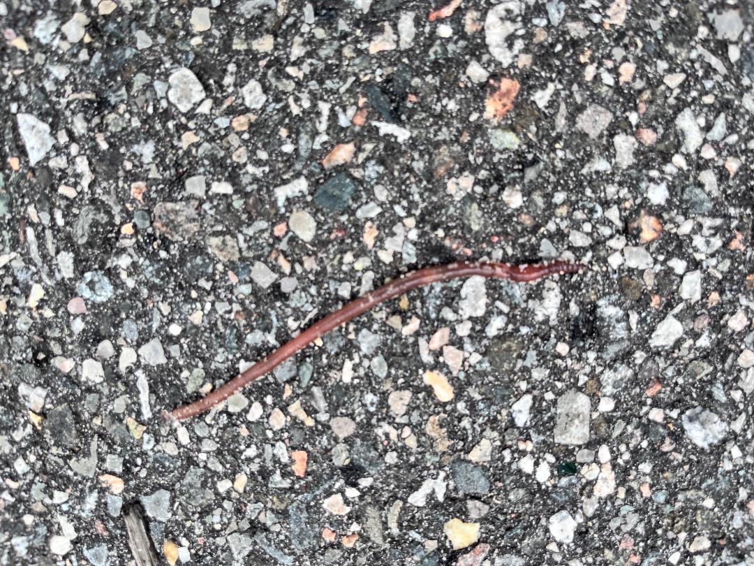 Worm.jpg