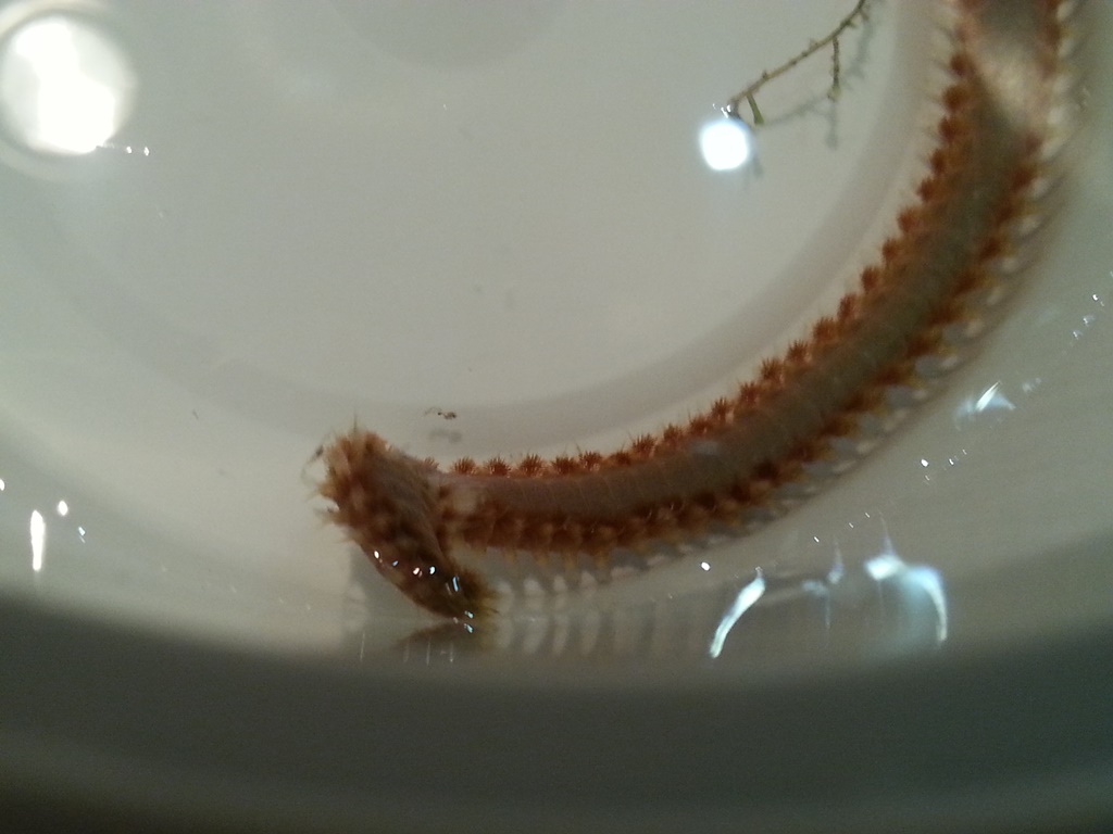 Worm.jpg