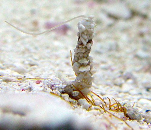 worm.jpg