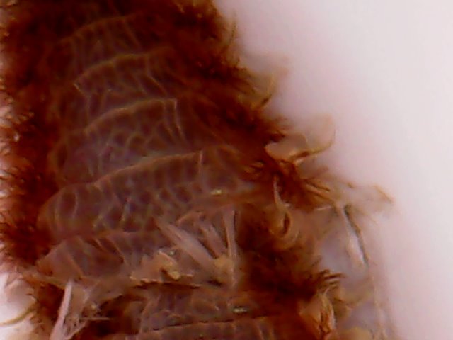 worm thorax.jpg