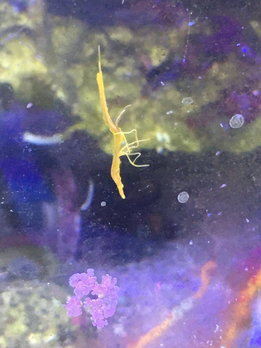 Worm ID orange with feelersfeeders REEF2REEF Saltwater and Reef