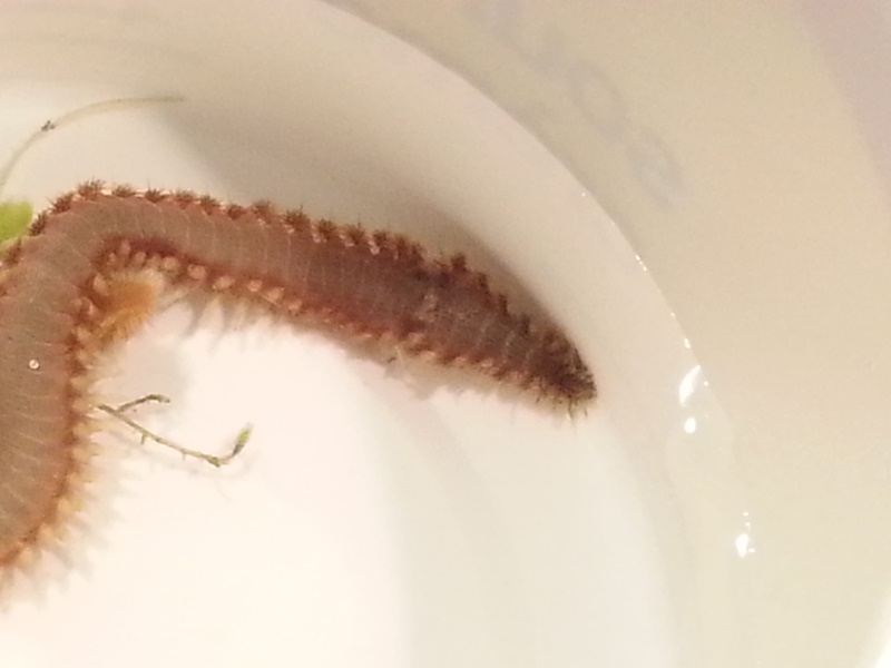 worm2.jpg