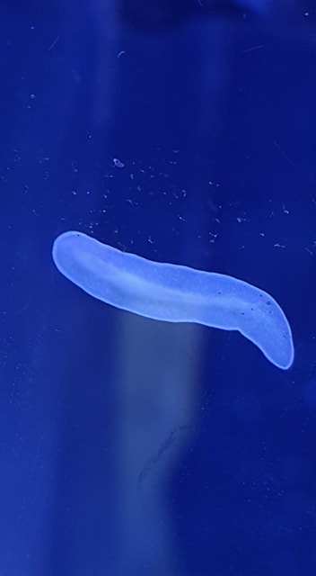 worm_n.jpg