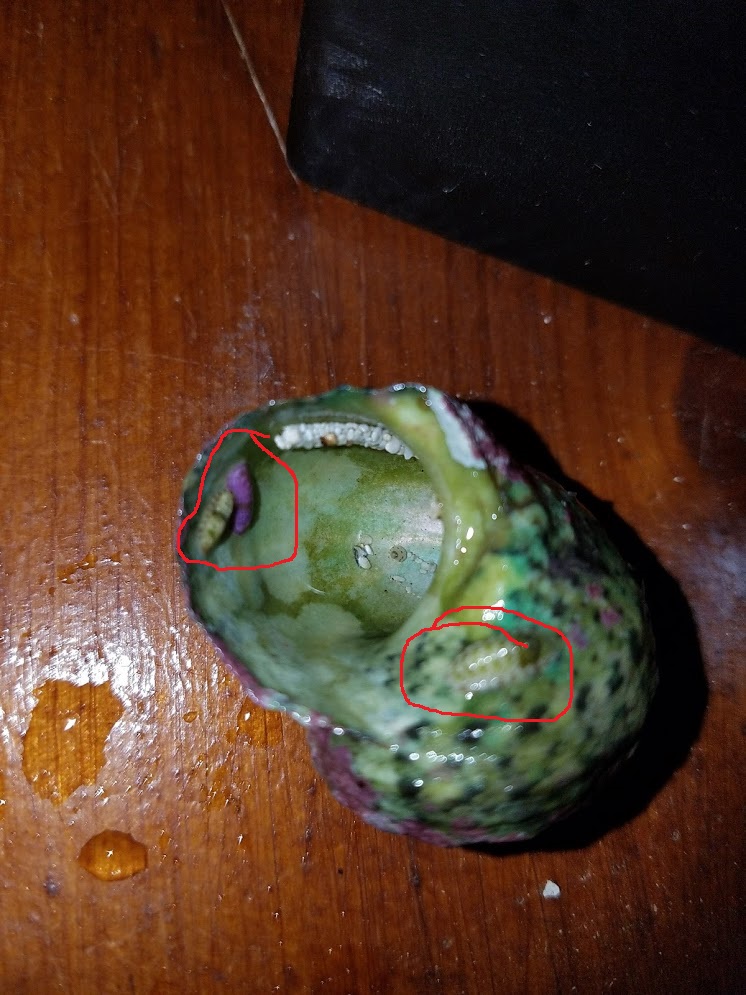 wormpic2.jpg