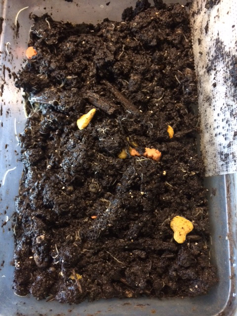 worms.jpg