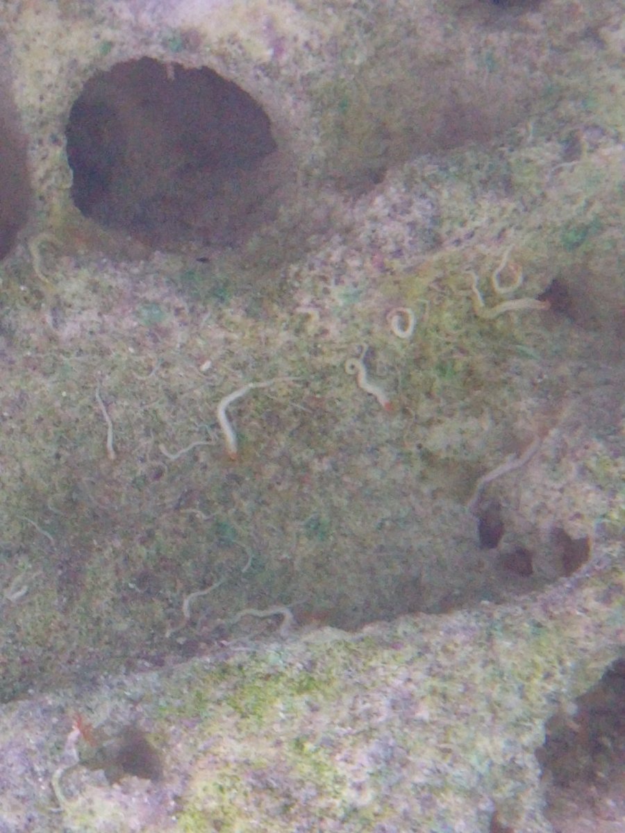 worms1.jpg
