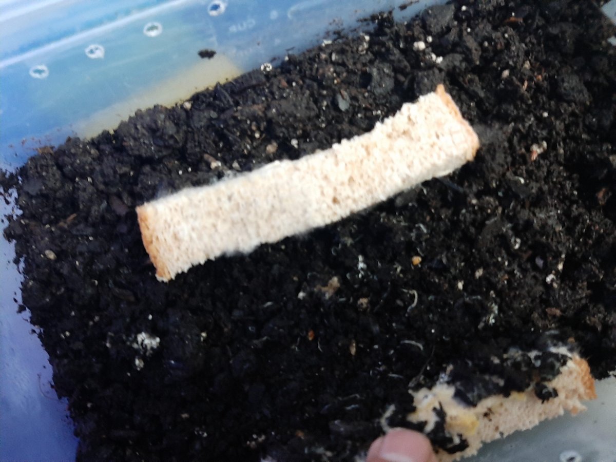 worms2.jpg
