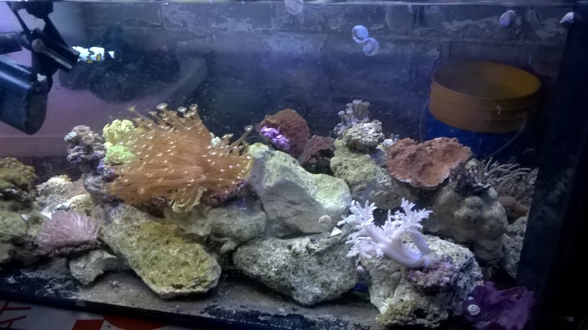 Alveopora not doing so good, help needed | REEF2REEF Saltwater and Reef ...