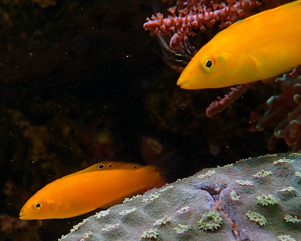 wrasse-1.jpg