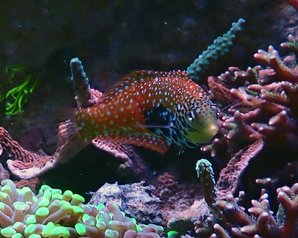 wrasse-1.jpg