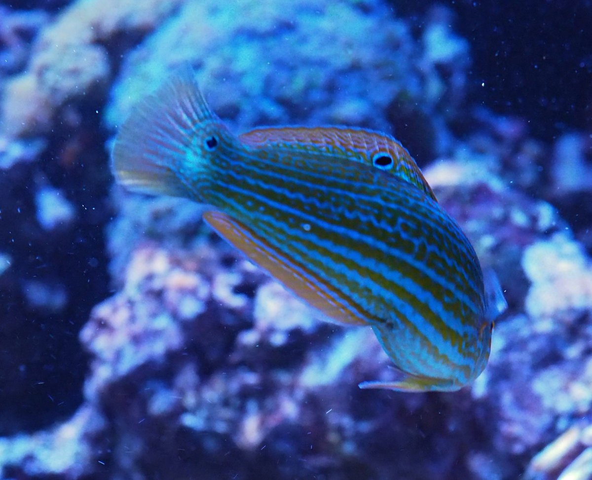 Wrasse ID 04.jpg