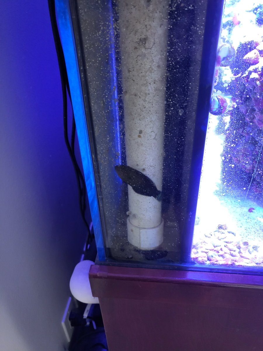 Wrasse In Overflow.jpeg