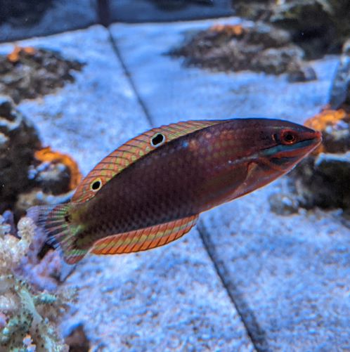 wrasse.jpeg