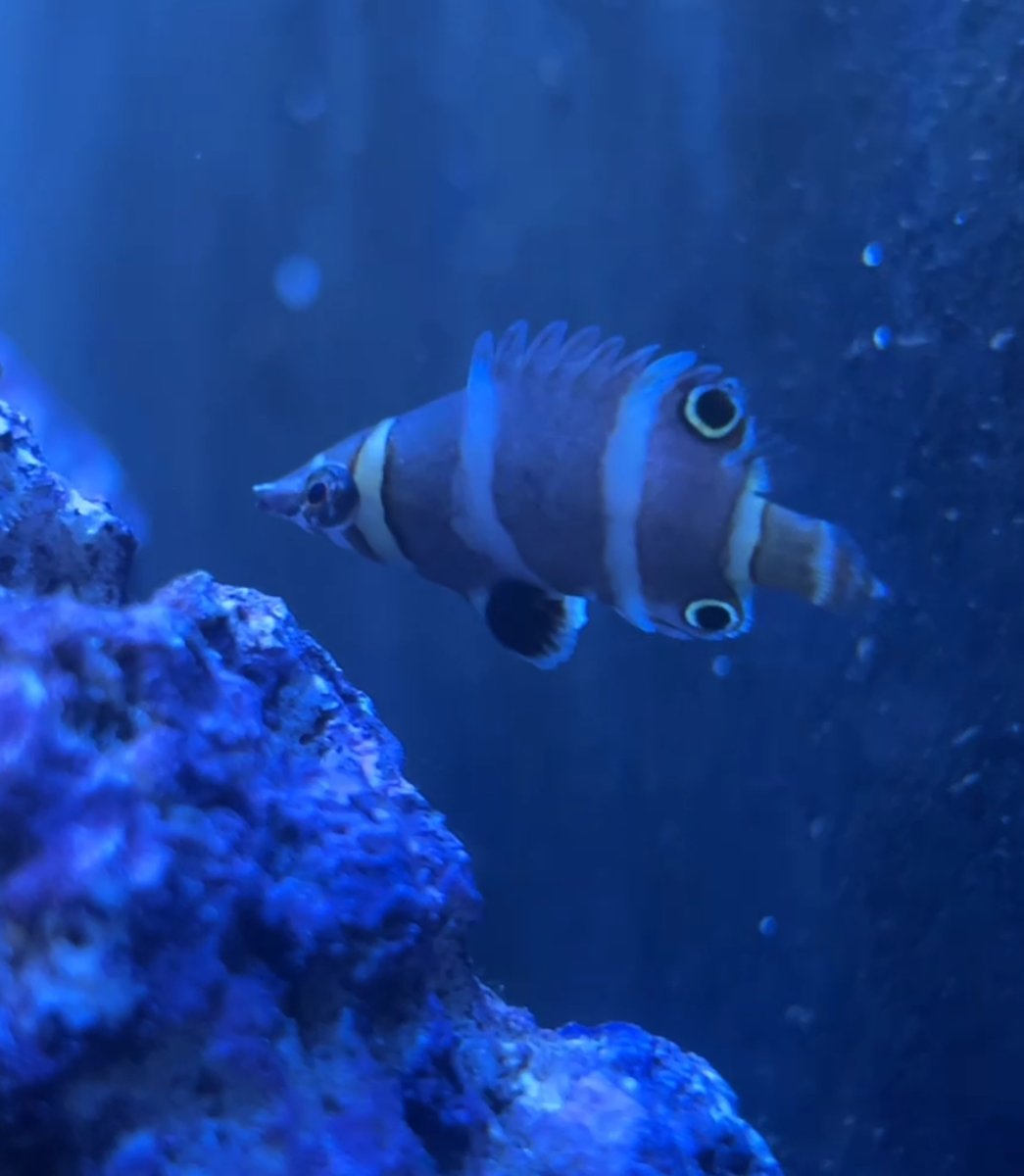 wrasse.jpeg