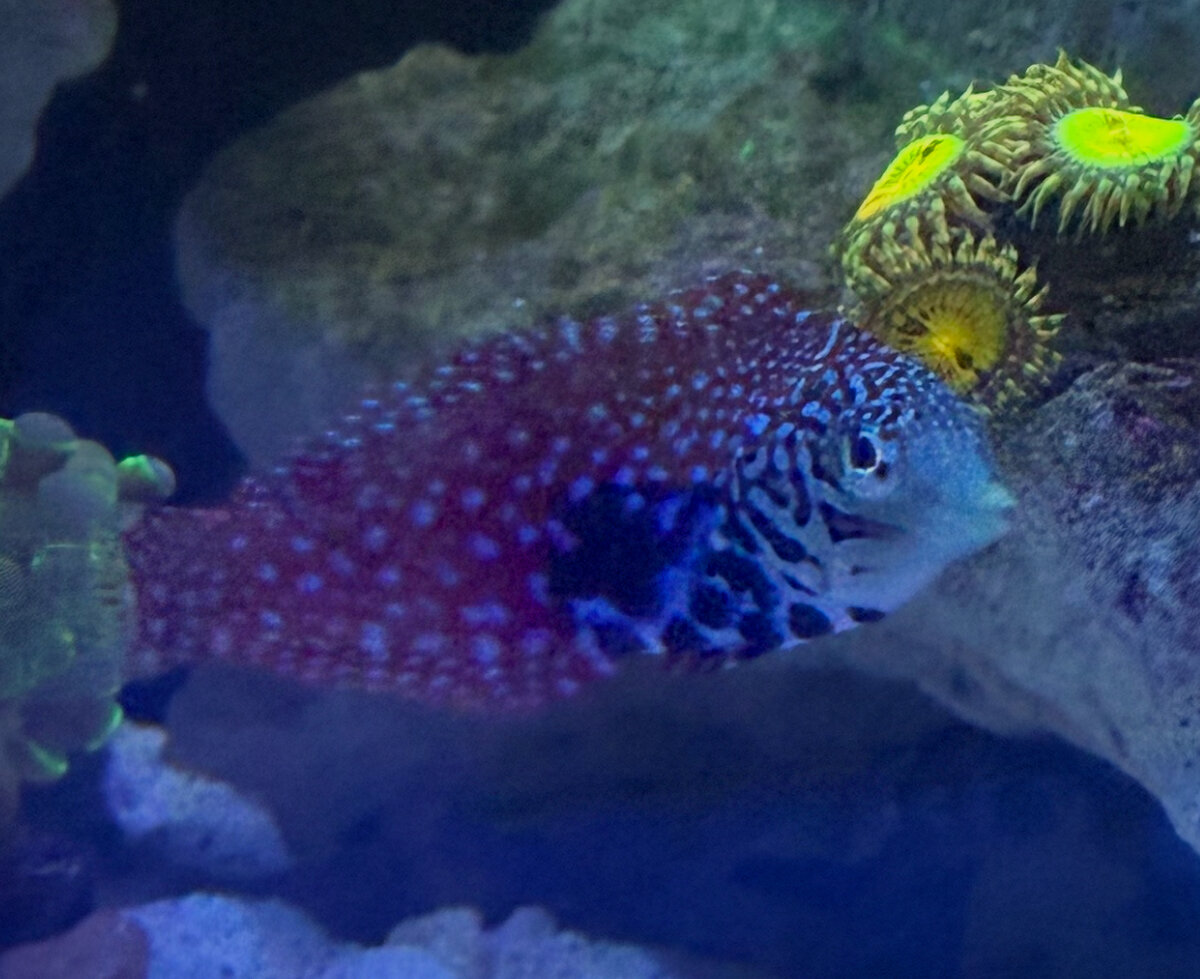 wrasse.jpeg