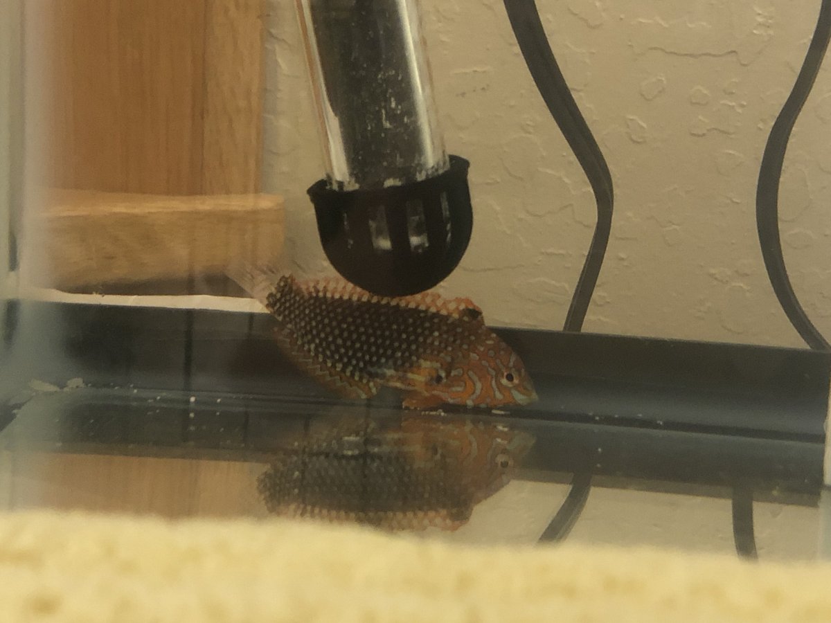 wrasse.jpg
