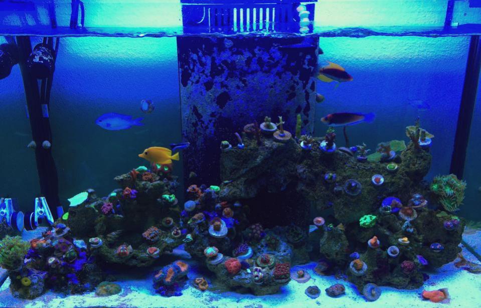 WRASSE.jpg