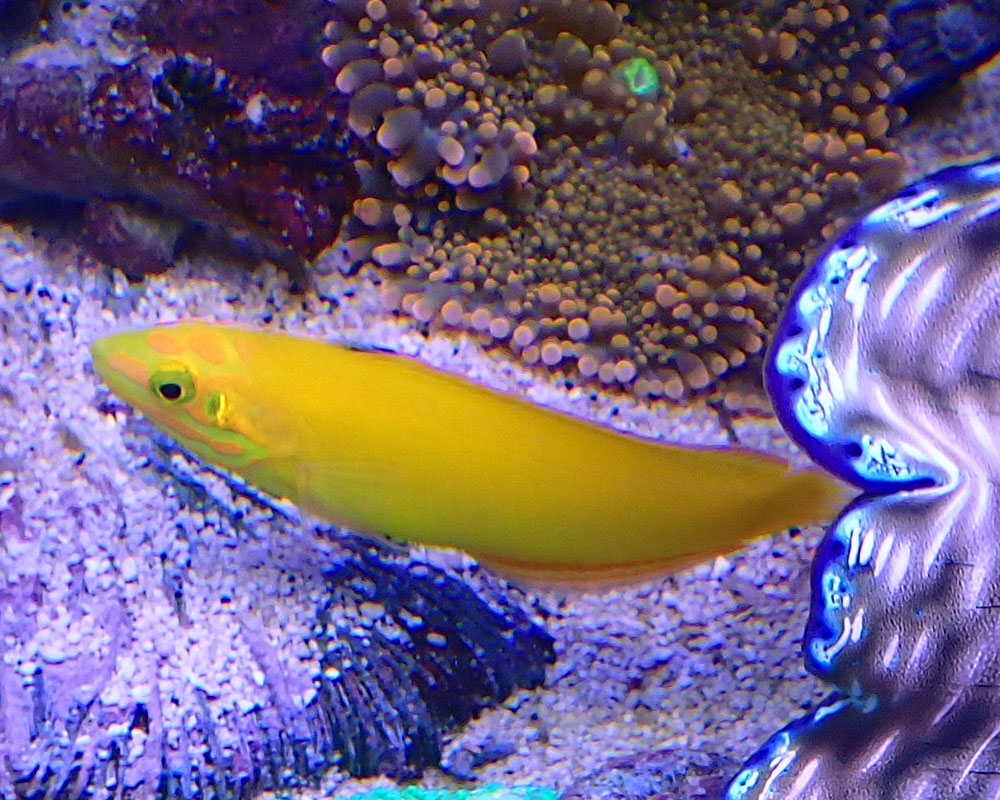 wrasse.jpg