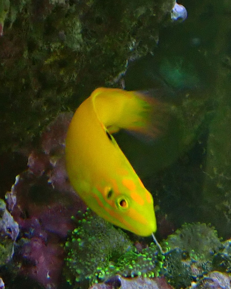 wrasse.jpg