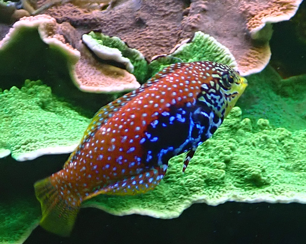 wrasse.jpg