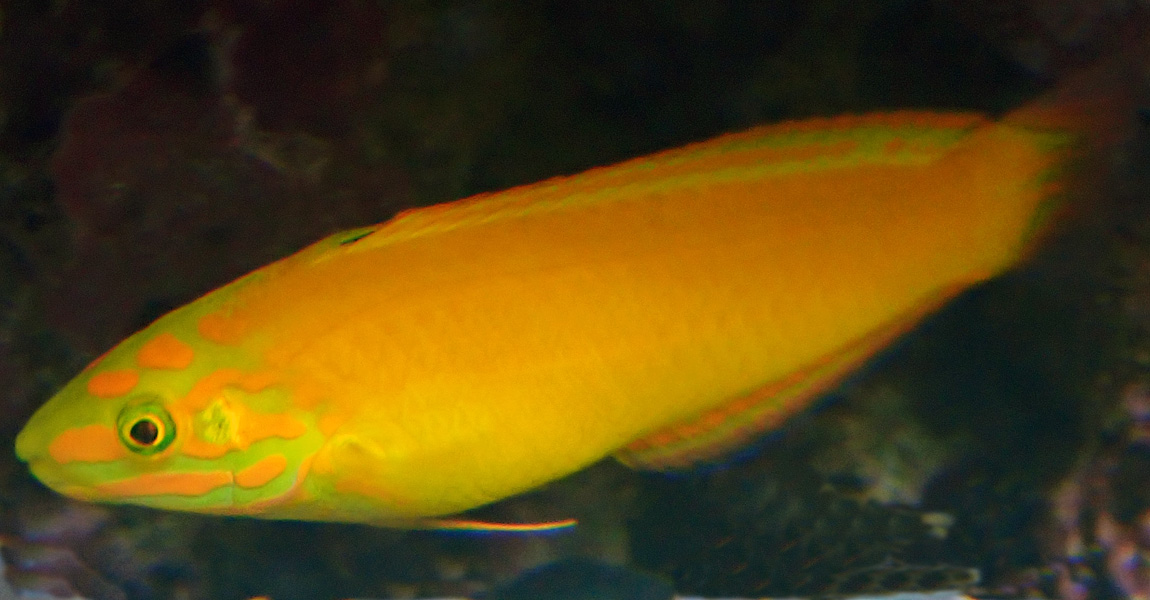 wrasse.jpg