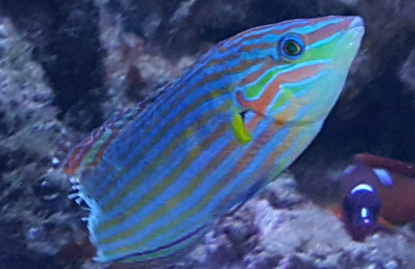 Wrasse.jpg