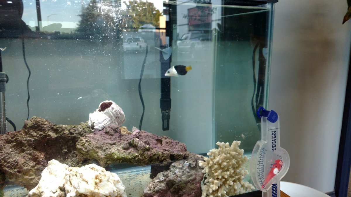 Wrasse.jpg