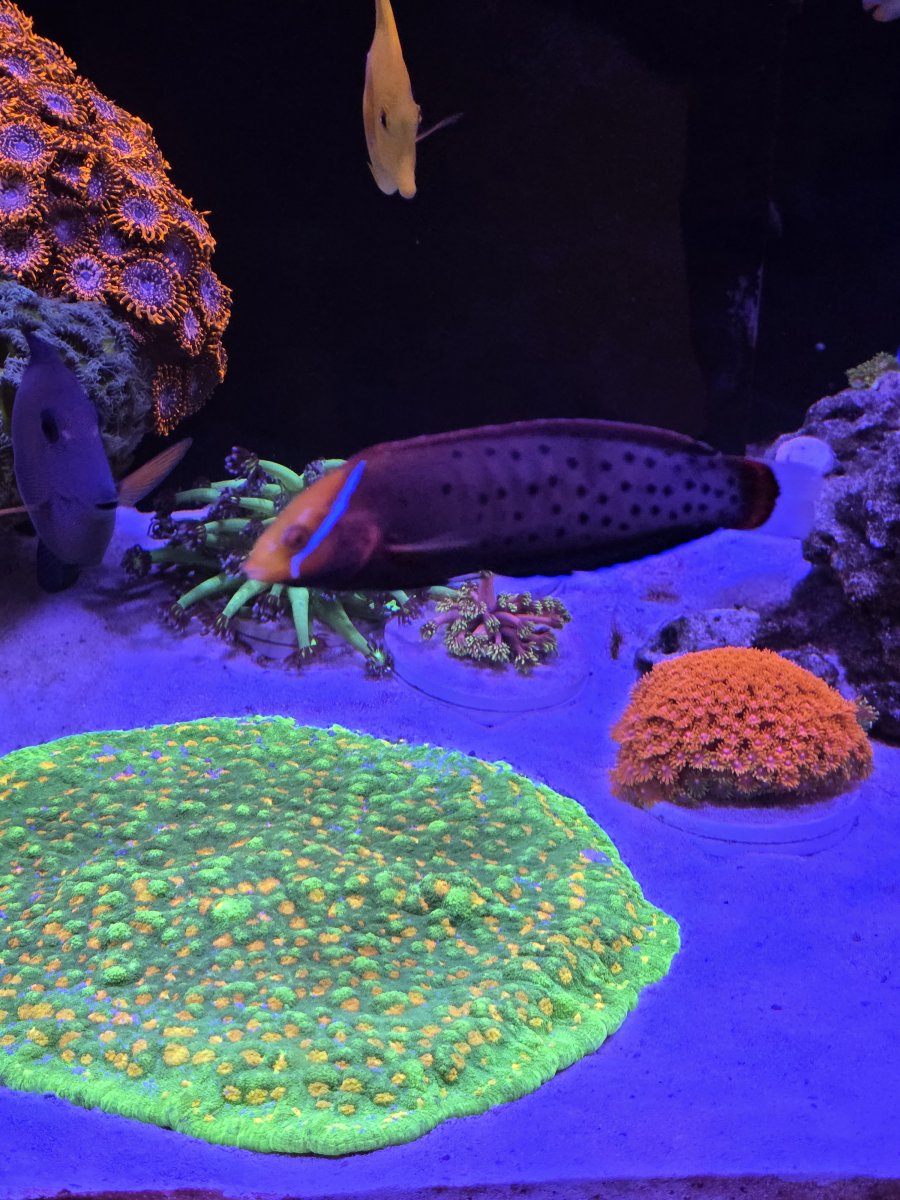 Wrasse.jpg